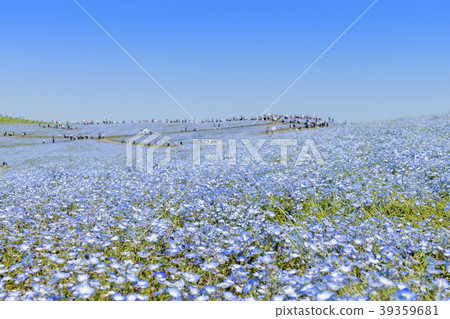 [Nemophila Miharashi Hill] 39359681