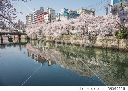 [Ookagawa Keikyu Somei Yoshino] 39360326