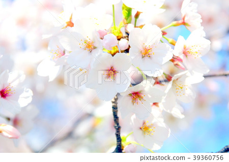 Sakura (soft) 39360756