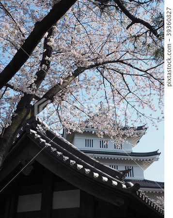 Oshiro and cherry blossoms 39360827