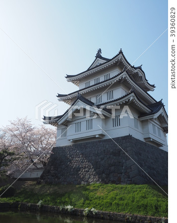 Oshiro and cherry blossoms 39360829