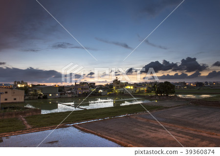 Rice fields in the countryside at dusk Rice fields in the countryside at dusk 39360874