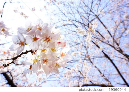 Cherry Blossoms	 39360944