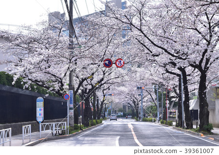 Setagaya Sakuragaoka / Chitose-dori櫻花樹和巴士站 39361007