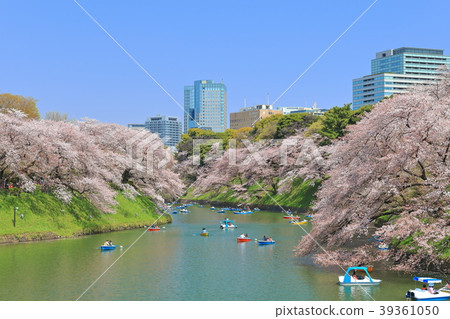 天氣好的時候Chidorigafuchi Sakura 39361050
