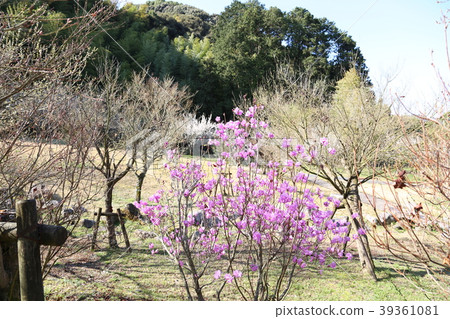 Kurume azalea 39361081