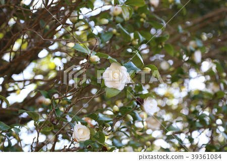 Camellia Camellia 39361084