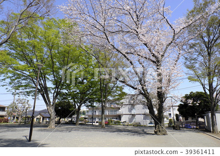 白鳥台台公園的櫻花和櫸樹 39361411