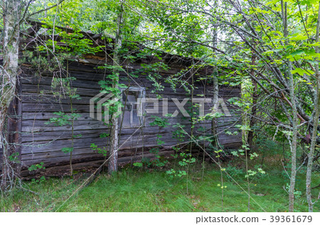 The abandoned wooden house is overgrown with trees 39361679