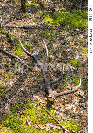 Deer horn lying on the ground. Vertical shot. 39361805
