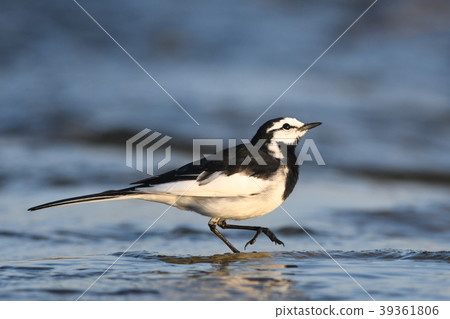 Hakushi Kirei在河上 39361806