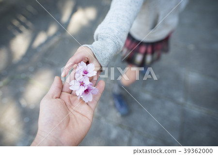 父母和孩子的手交出櫻花 39362000