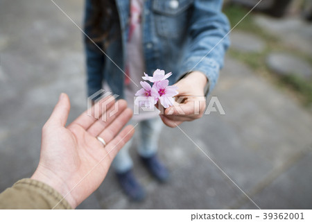 父母和孩子的手交出櫻花 父母和孩子的手交出櫻花 39362001