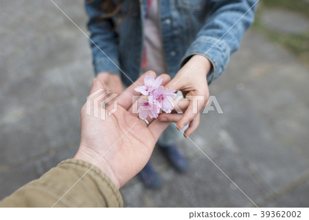 Parent and child hands handing over cherry blossoms 39362002