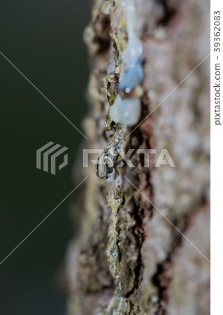 Many drops of resin on a tree trunk 39362083
