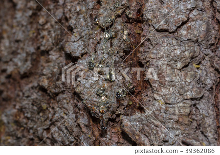 Many drops of resin on a tree trunk Many drops of resin on a tree trunk 39362086
