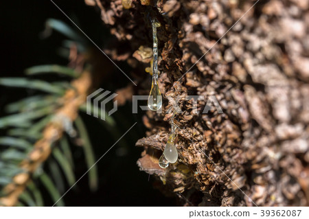 Many drops of resin on a tree trunk Many drops of resin on a tree trunk 39362087