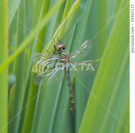 A dragonfly outside in the garden on a leaf A dragonfly outside in the garden on a leaf 39362113