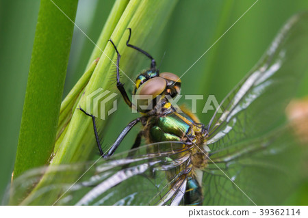 A dragonfly outside in the garden on a leaf A dragonfly outside in the garden on a leaf 39362114