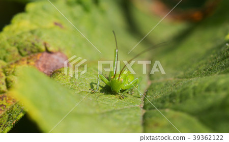 A grasshopper in the garden on a leaf 39362122
