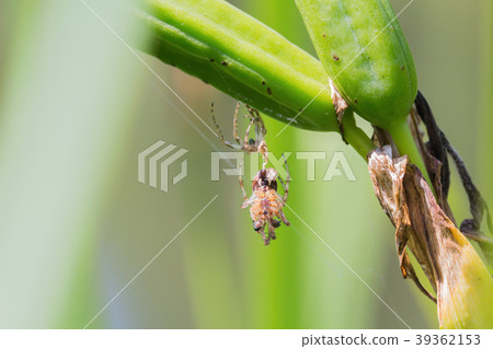 A spider with old skin hangs on the grass 39362153