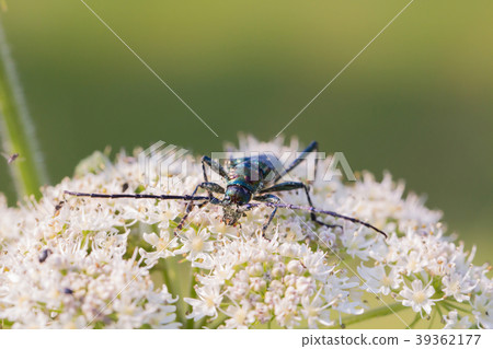 A beetle with long antenna sits on a flower 39362177