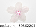 櫻桃花瓣 39362203