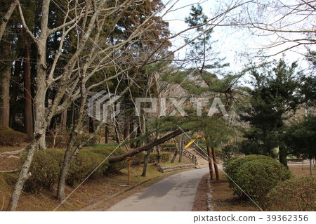 Large tree lying in the aisle Large tree lying in the aisle 39362356