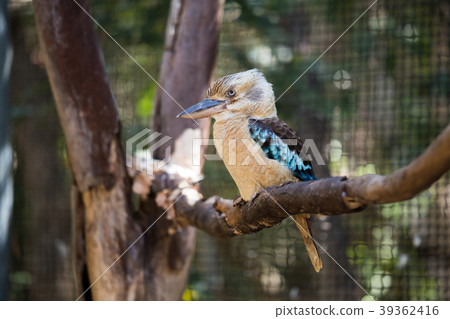 Wari翠鳥 Wari翠鳥 39362416