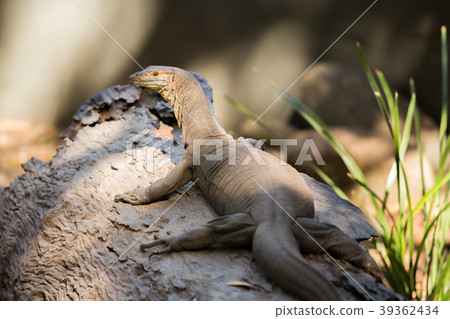 蕾絲蜥蜴花邊監視器 39362434