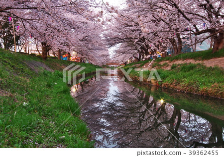Funabashi City, early morning cherry blossoms along the Ebi River Funabashi City, early morning cherry blossoms along the Ebi River 39362455