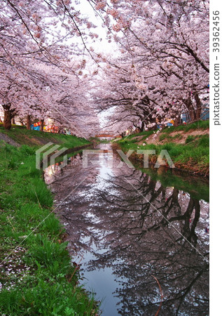 Funabashi City, early morning cherry blossoms along the Ebi River Funabashi City, early morning cherry blossoms along the Ebi River 39362456
