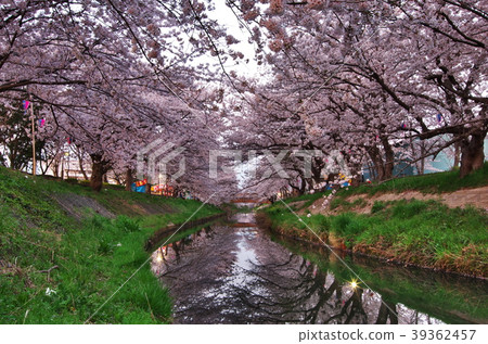 Funabashi City, early morning cherry blossoms along the Ebi River Funabashi City, early morning cherry blossoms along the Ebi River 39362457