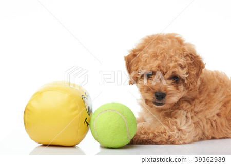 Puppy poodle lay with balls Puppy poodle lay with balls 39362989