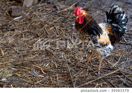Colorful farm rooster walks outdoors Colorful farm rooster walks outdoors 39363379