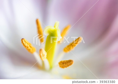 Middle of a beautiful pink tulip macro Middle of a beautiful pink tulip macro 39363380