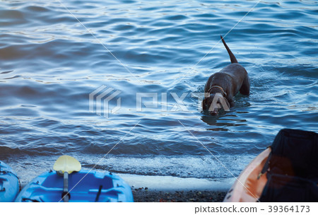 Active labrador dog in blue water 39364173