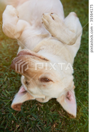 Playful labrador dog on grass Playful labrador dog on grass 39364175
