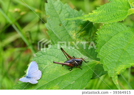 Himegis and the moth 39364915