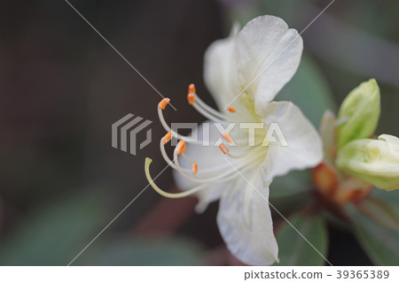Hikage Azalea's flower 39365389
