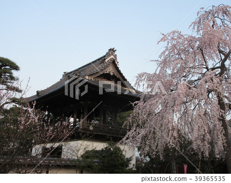 Sakura and Hirofuku at dawn 39365535