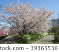 Cherry tree in full bloom! 1 39365536