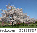 Cherry tree in full bloom! 2 39365537