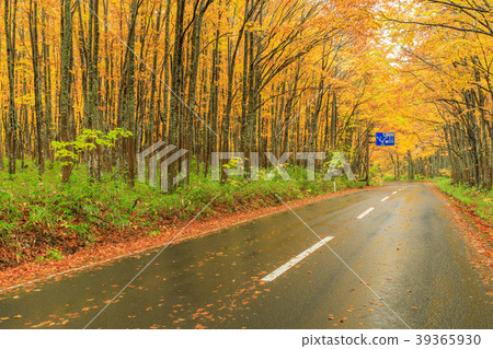 Hakkoda _ National Road No. 103 Autumn leaves 39365930