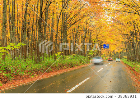 Hakkoda _ National Road No. 103 Autumn leaves Hakkoda _ National Road No. 103 Autumn leaves 39365931