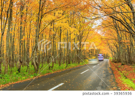 八甲田 國道103號秋葉 照片素材 圖片 圖庫