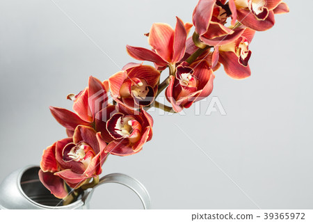 Lots of buds Orange brown orchid flower or 39365972