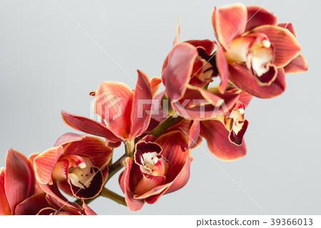 Lots of buds Orange brown orchid flower or 39366013