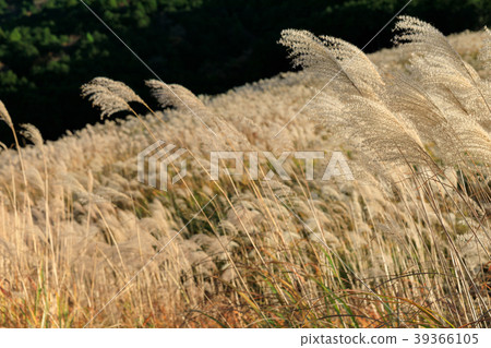 Hakone_Sen Ishihara Susuki prairie 39366105