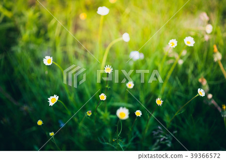 Chamomiles on the meadow lit by sunlight Chamomiles on the meadow lit by sunlight 39366572